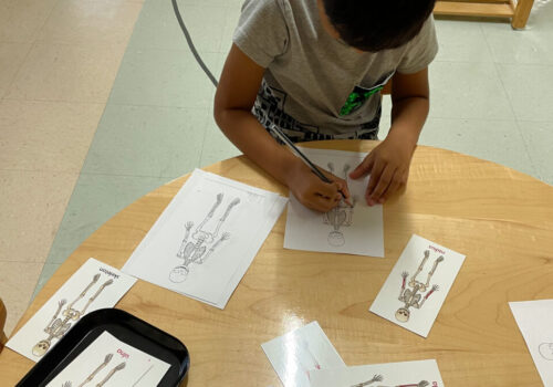 A boy filling out a drawing of a skeleton